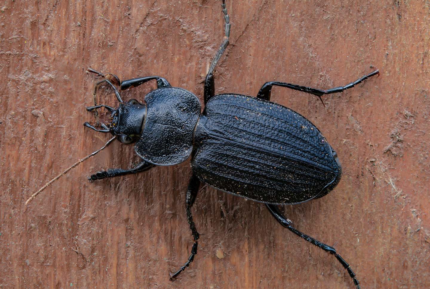 Carabidae: Licinus silphoides
